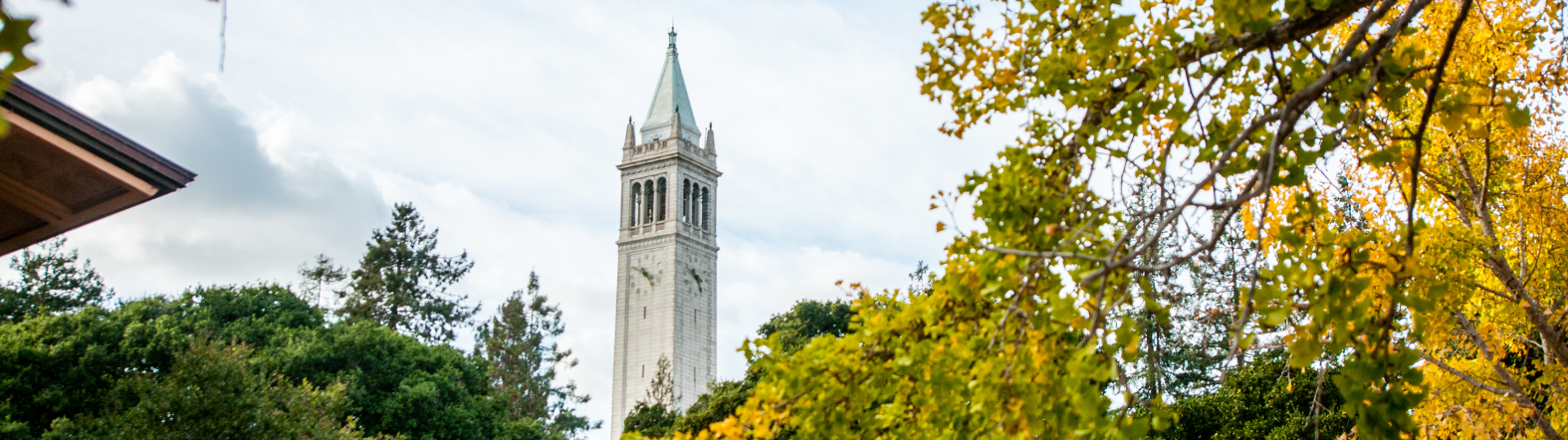 image of the campanile through trees with yellow flowers