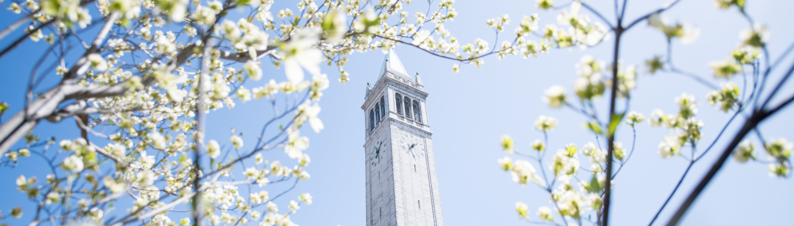 Image of the Campanile framed by white blossom