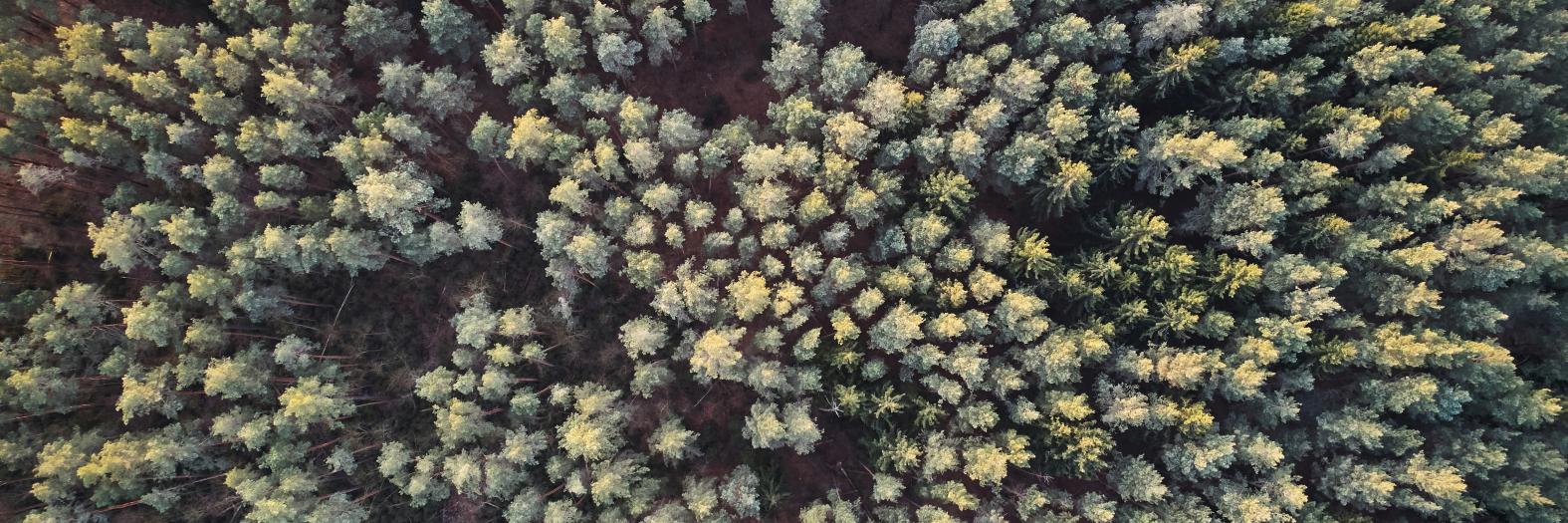 Overhead image of a forest