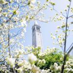 campanile tower at UC Berkeley surrounded by white flower