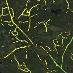 A snapshot of the logging scars detected on a satellite map